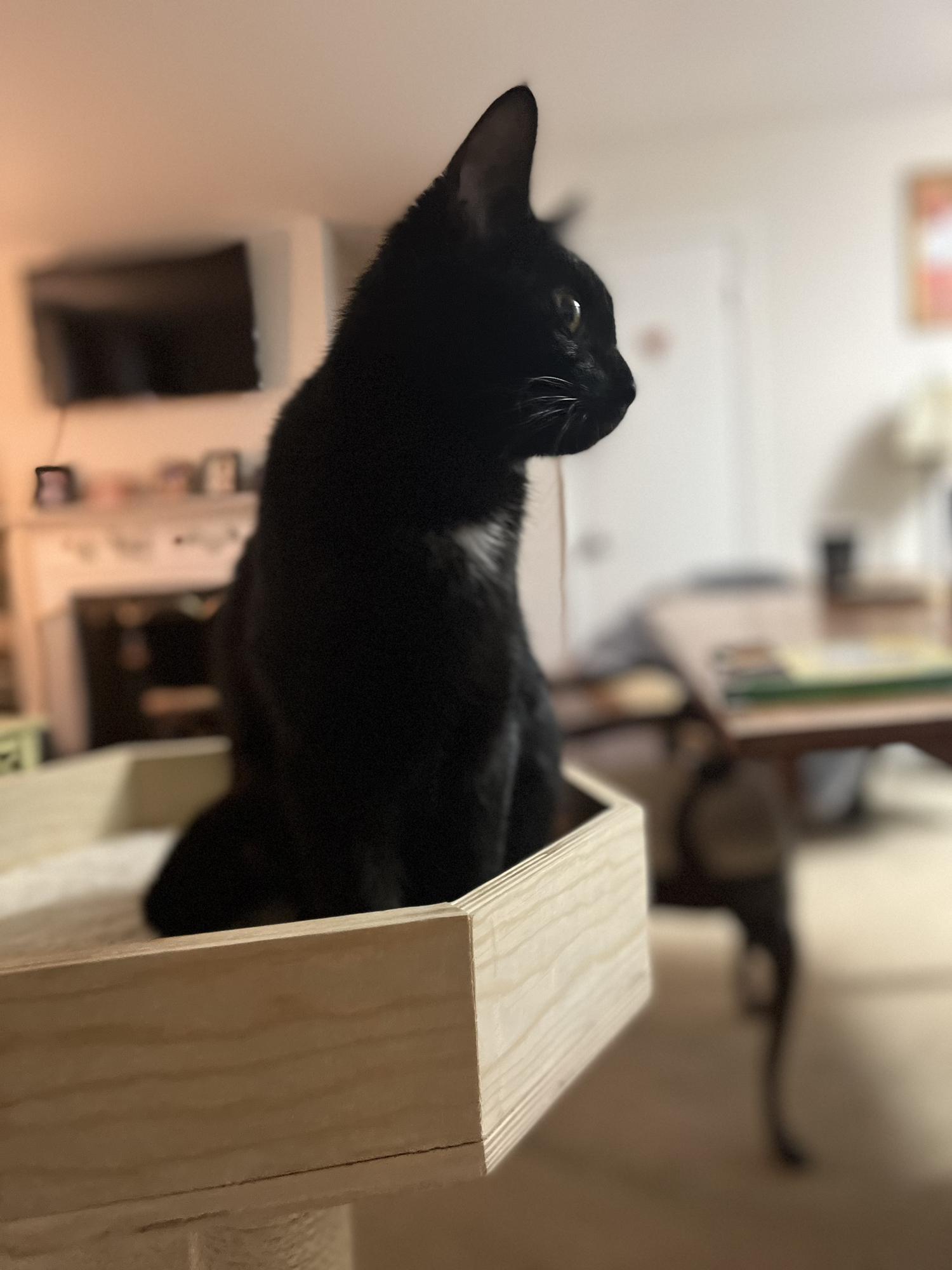 Our sweet Kitty who followed us out of a movie theater one late Saturday night