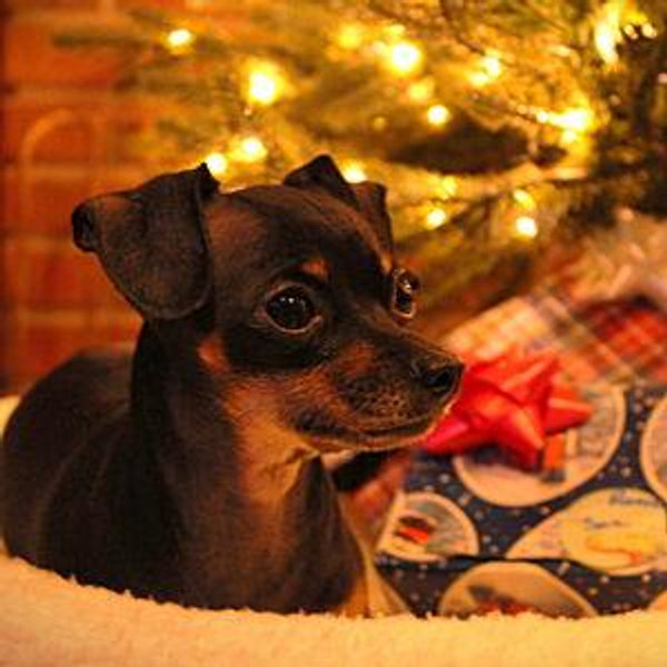 Year's Supply (and more) of Pet Treats for Ari
