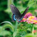 Bayer Butterfly Garden