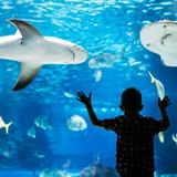 St. Louis Aquarium at Union Station