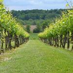 Niagara Wine Trail, USA