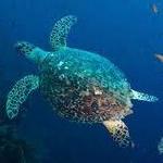 North Carolina Aquarium At Fort Fisher