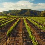 Sonoma Wineries