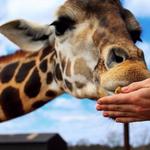 Wild Animal Safari - Pine Mountain, Georgia
