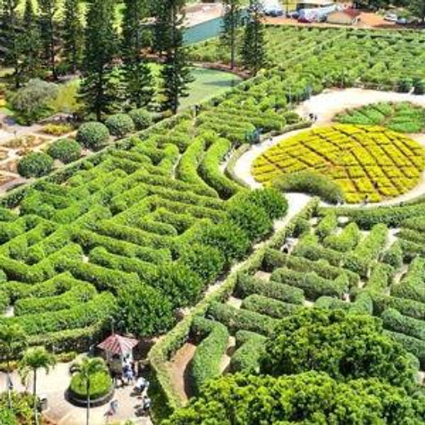Trip to the Dole Pineapple Plantation tour