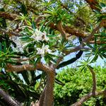 San Diego Botanic Garden