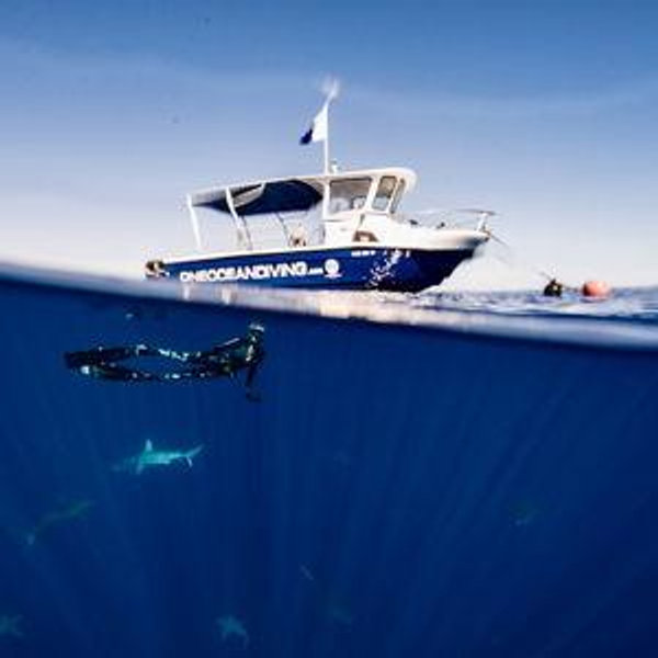 One Ocean Shark Diving