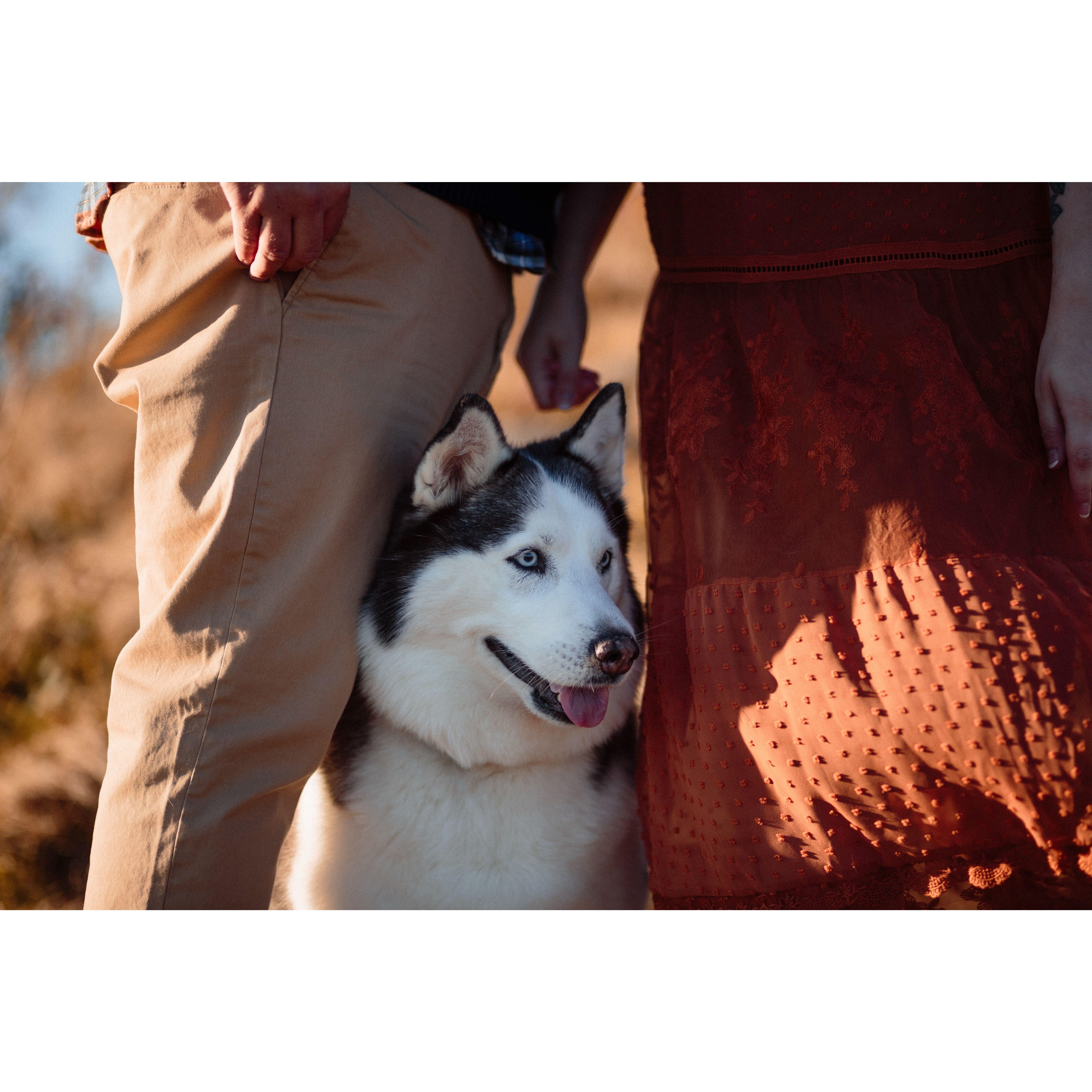 Our beautiful husky, Iris!
Taken by Simon Bonneau of Grand Jour Photography