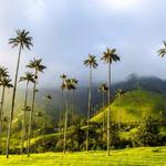 Valle de Cocora and Salento Day Trip
