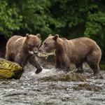 Wild Coast Excursions