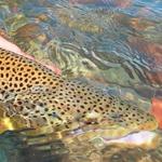 Swan River Fly Fishing
