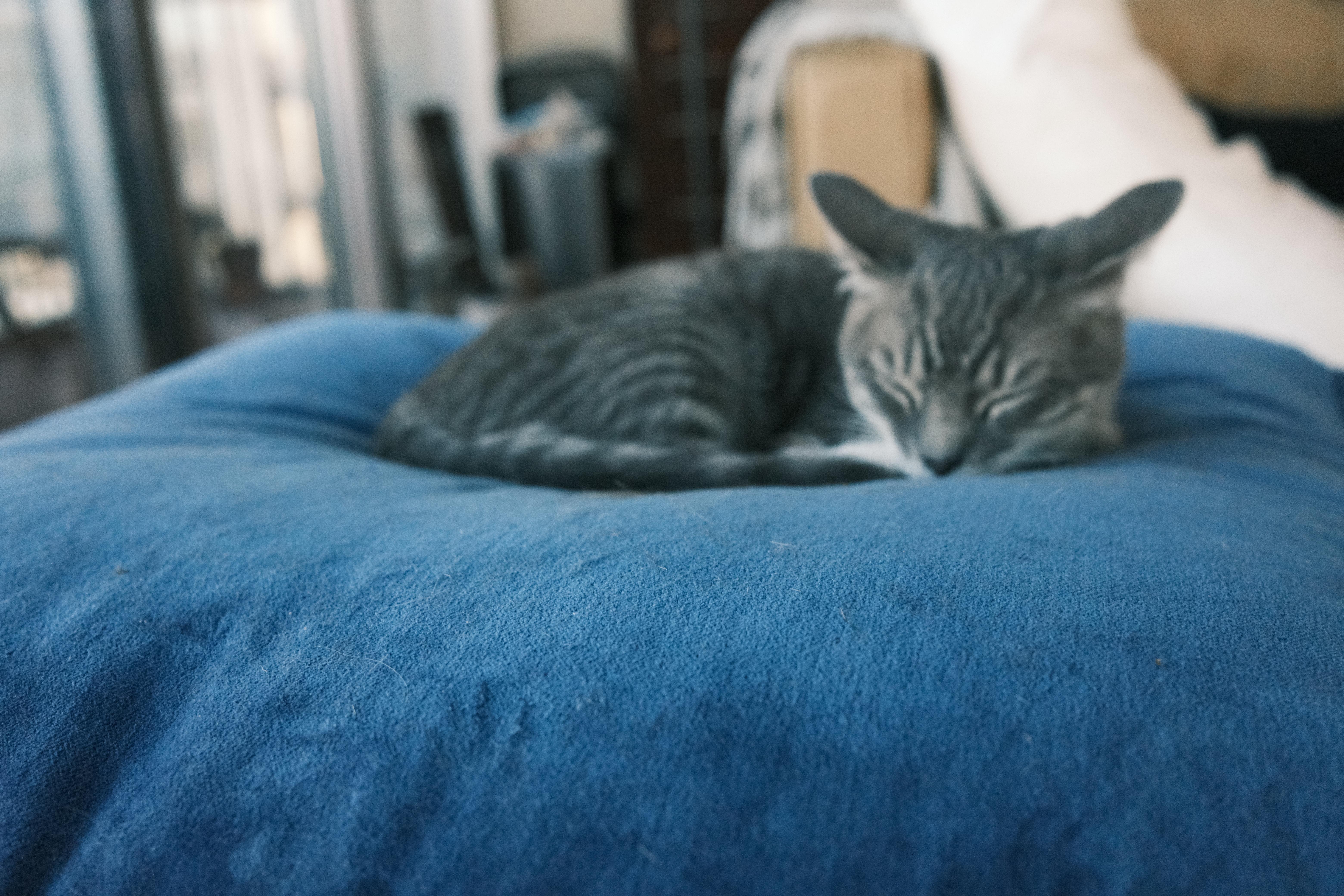 e86518fd-02e8-4efd-8fb4-7f37615a4e19