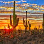 Saguaro National Park East