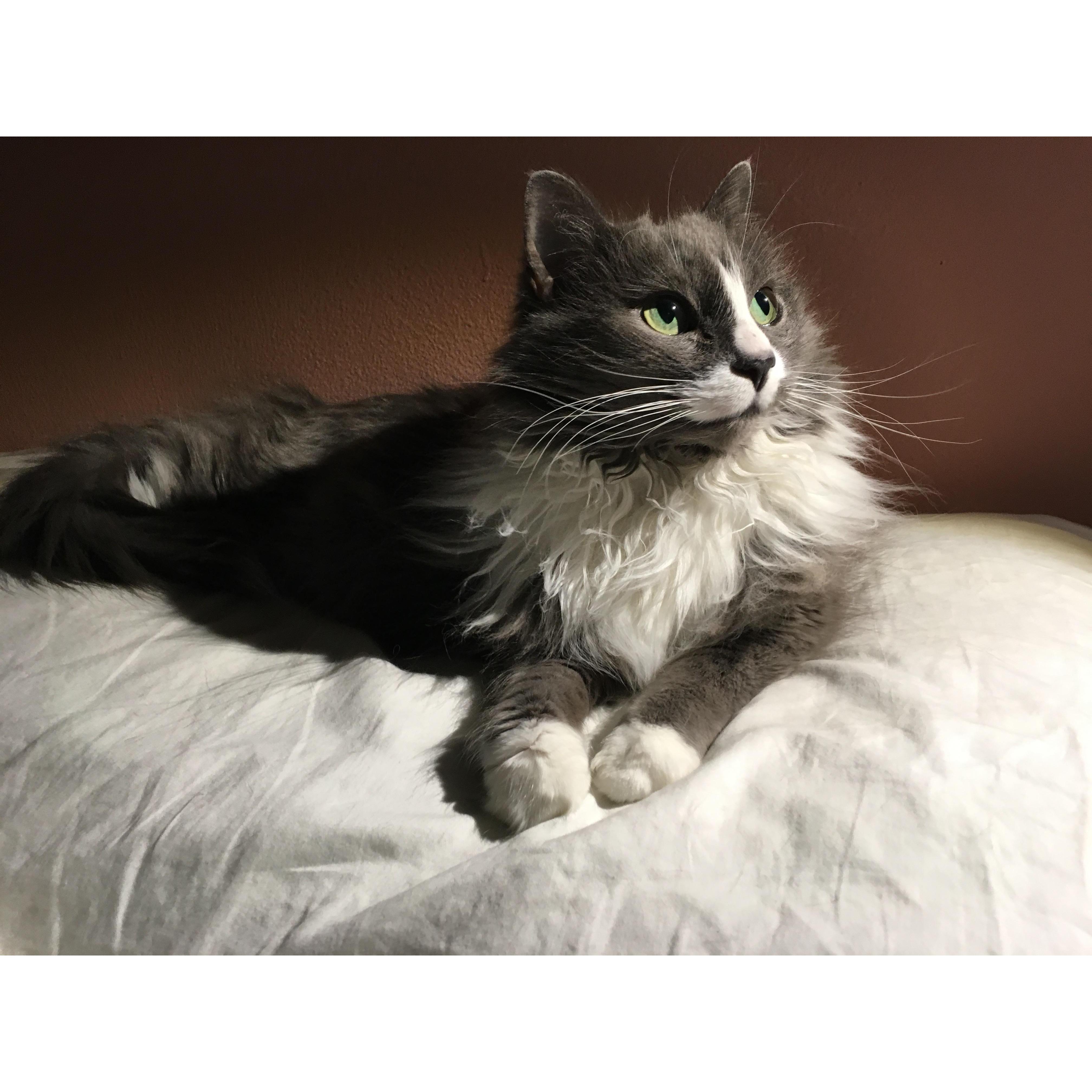 Token photo of our cat Luna.