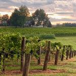 Bleu Frog Vineyards & Ole Bleu Brewery