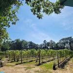 Loughlin Vineyard