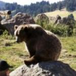 Montana Grizzly Encounter