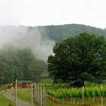 Wisdom Oak Winery
