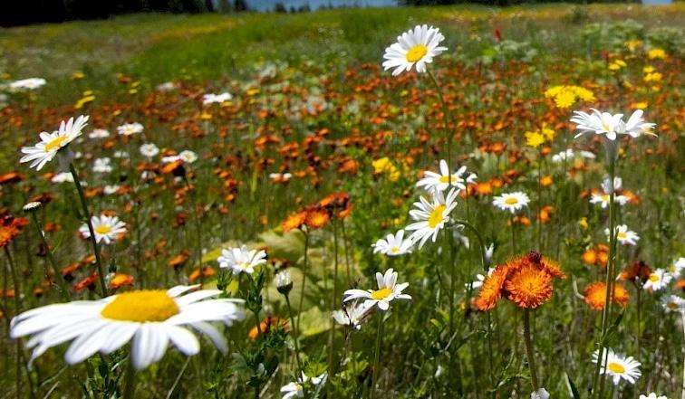 The Wedding Website of Jenelle Watkins and Jordan Sain