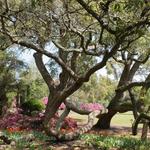 Airlie Gardens