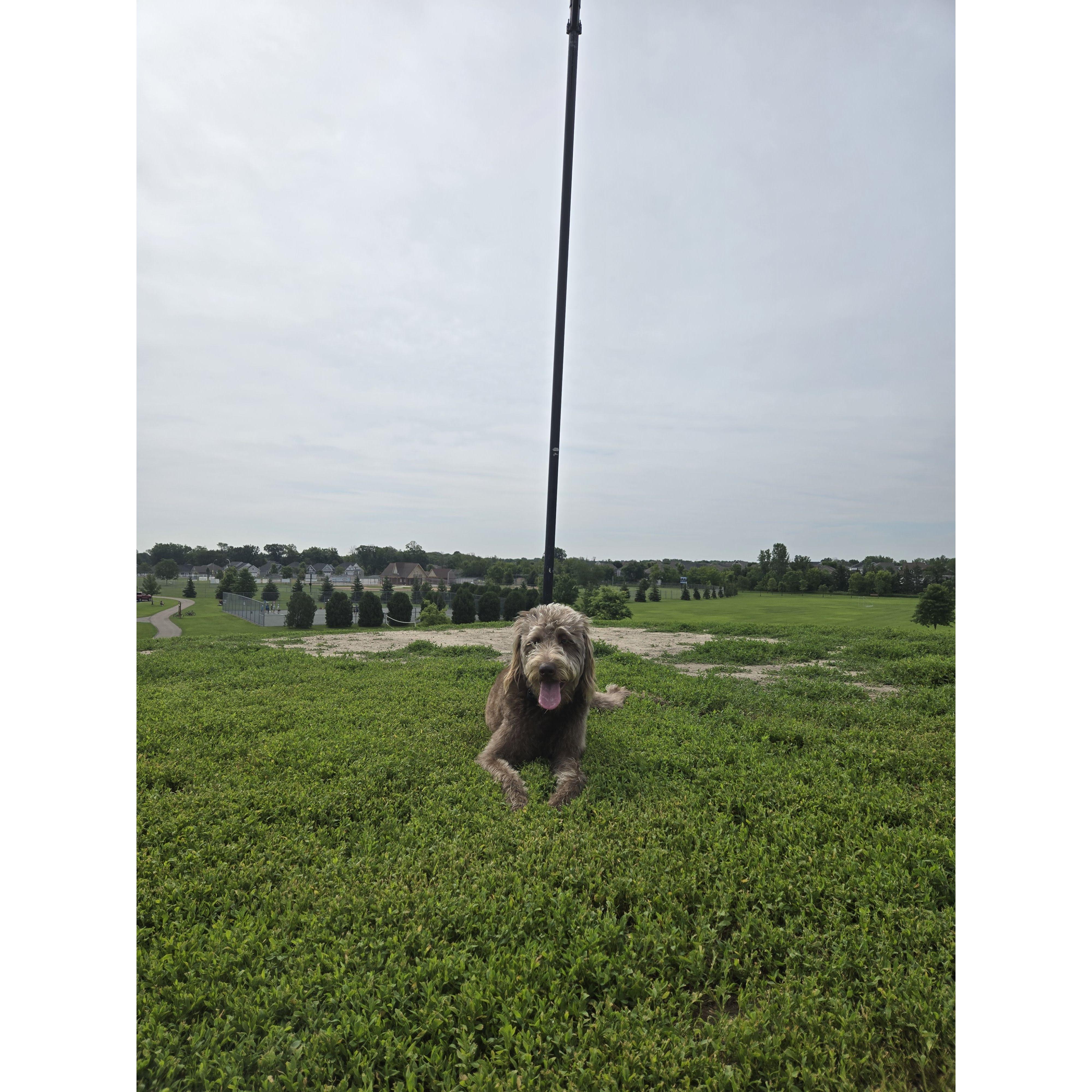 Coco (not attending) at the spot where Jon proposed. On the top of a hill at the park in Minnesota where we used to walk Coco.