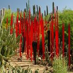 Desert Botanical Garden