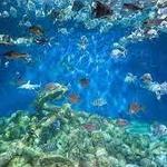 North Carolina Aquarium at Pine Knoll Shores