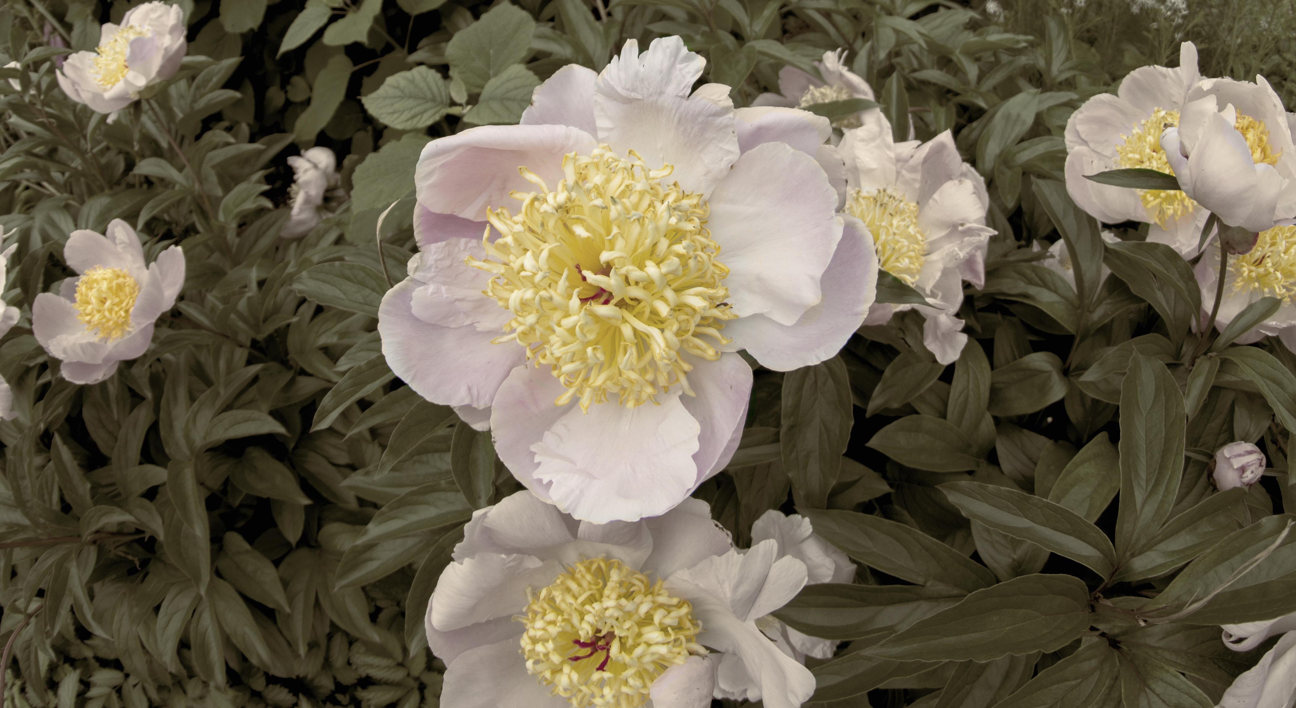 Footer image