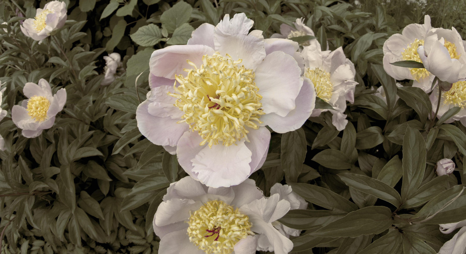 Footer image