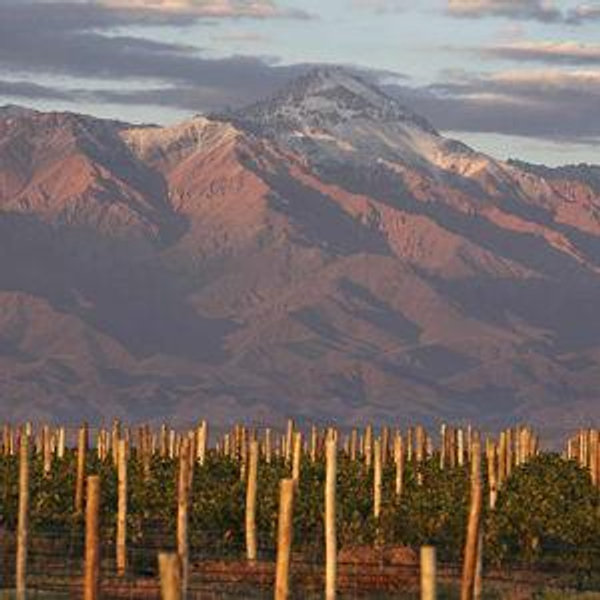Mendoza Wine Tasting & Tour