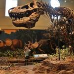 Carnegie Museum of Natural History