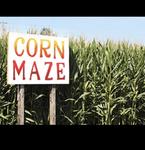 Maize in the City