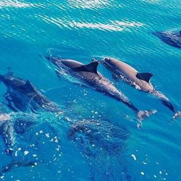 Oahu: Swim with Dolphins on the West Coast