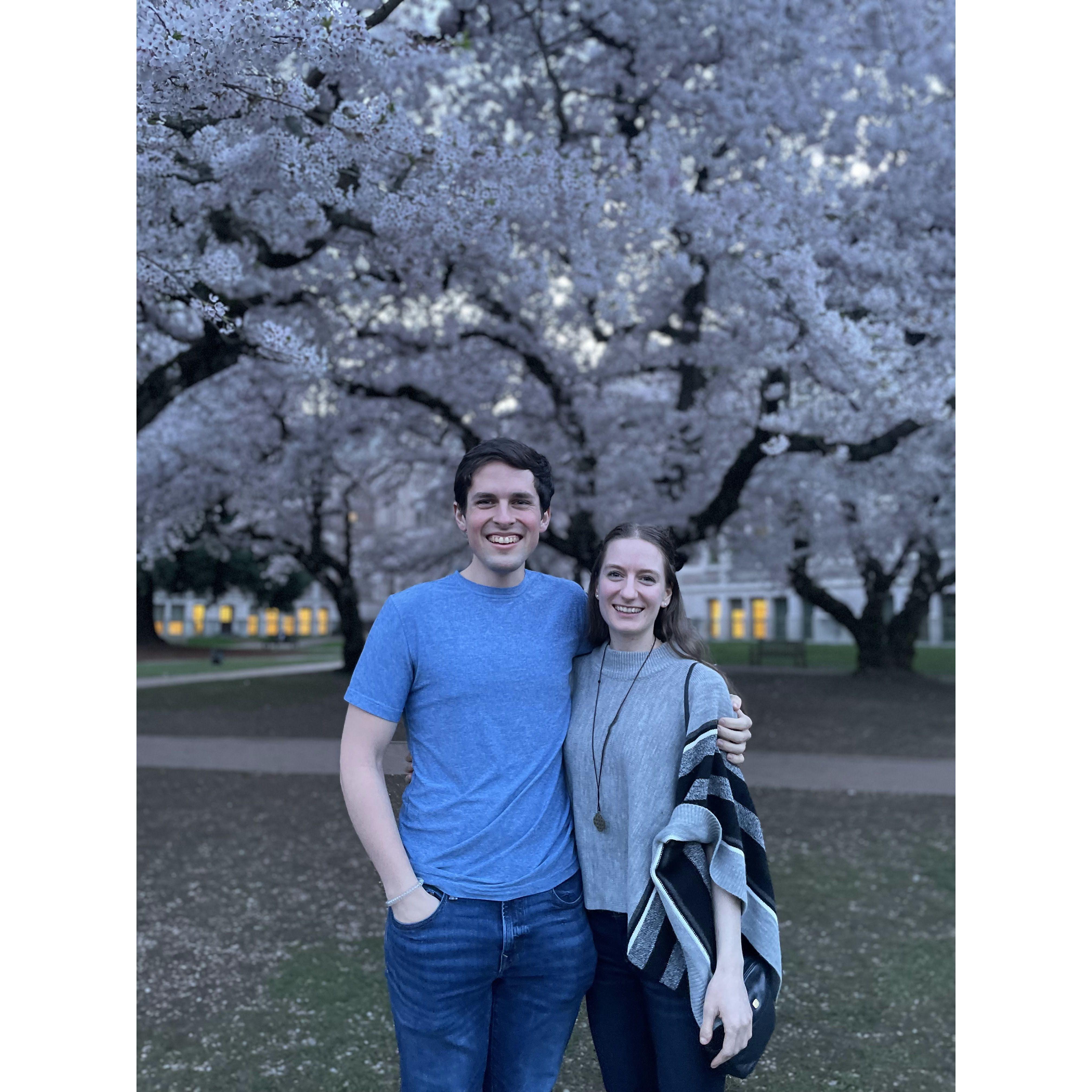 Visiting the iconic cherry blossom trees at the University of Washington - April 2023, Seattle, WA