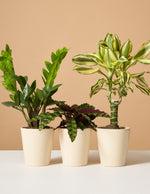 The Sill Easy-Care Plant Subscription