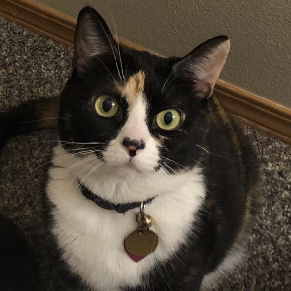 Our cat Piper.