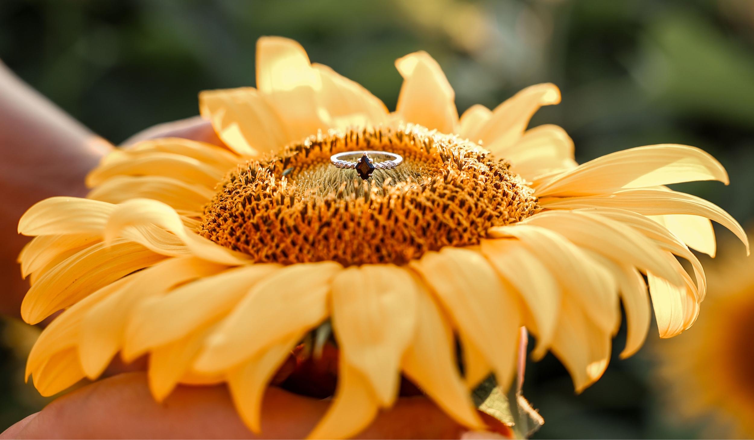 The Wedding Website of Darrin Tyler and Rebekah Workman