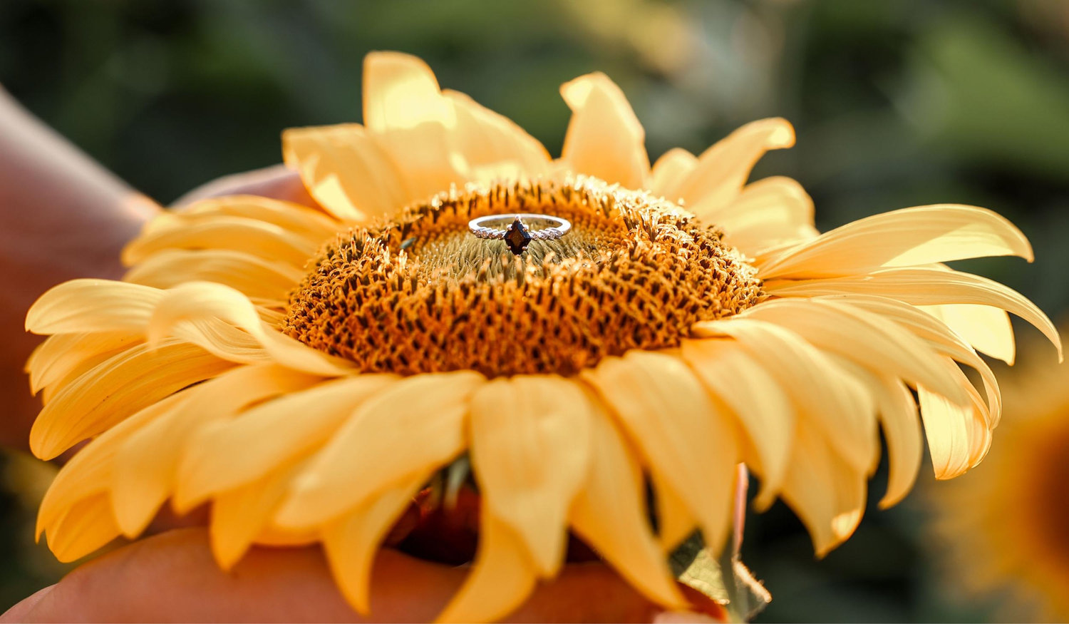 The Wedding Website of Darrin Tyler and Rebekah Workman