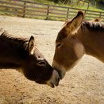 Donkey Sanctuary