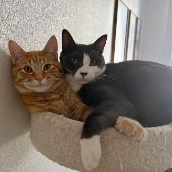 Kitty Treats for a Year