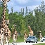 Wild Adventure At Lion Country Safari