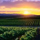 Sonoma Wine Country