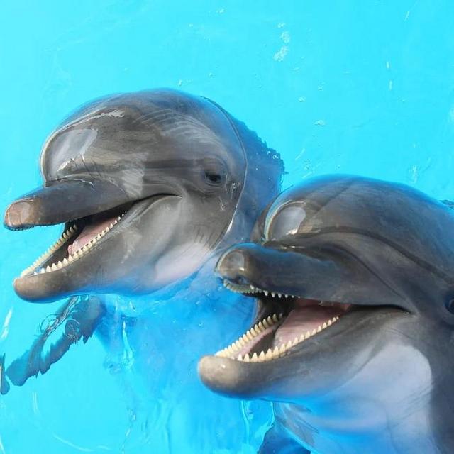 Dolphin Cruise