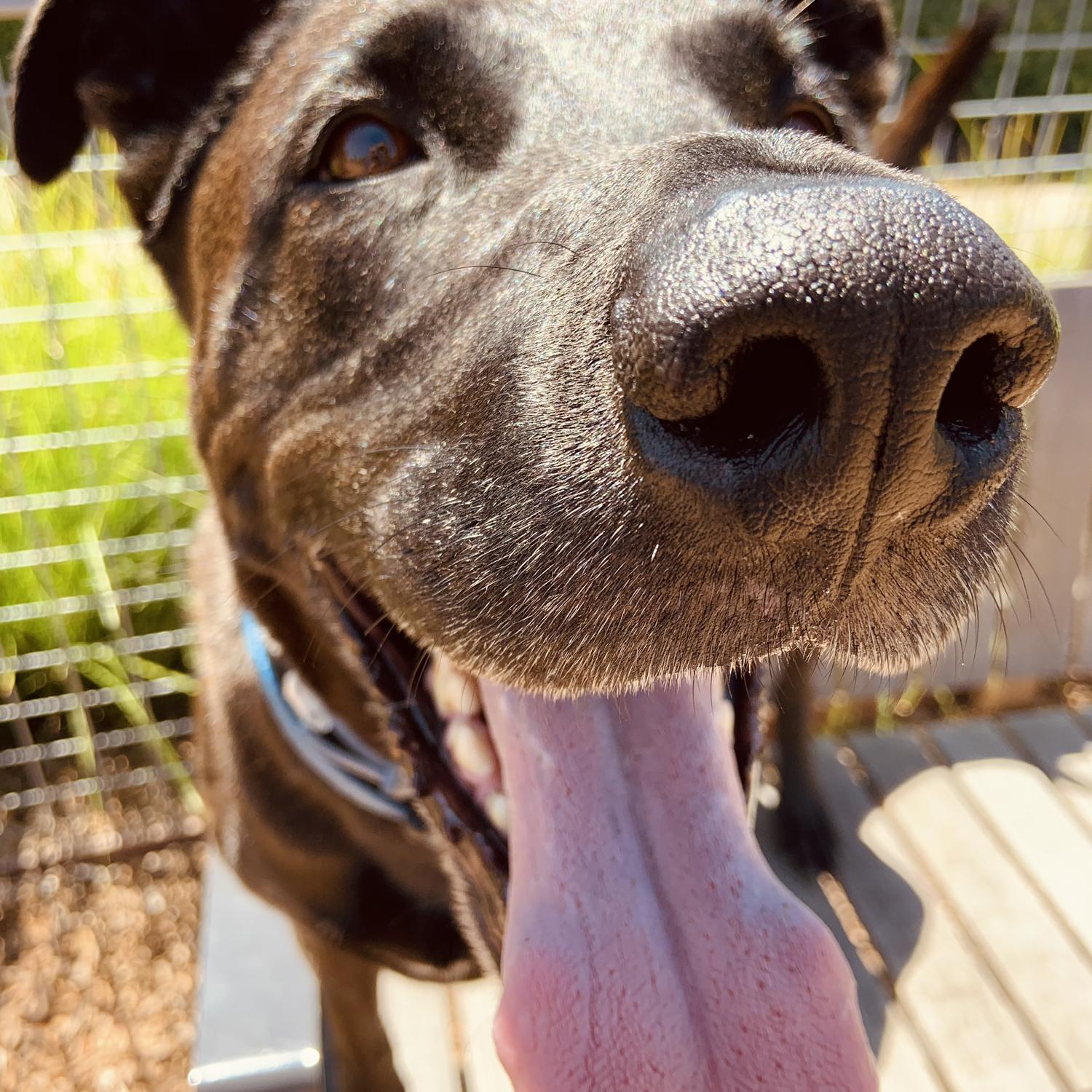 Our dog Bentley!
