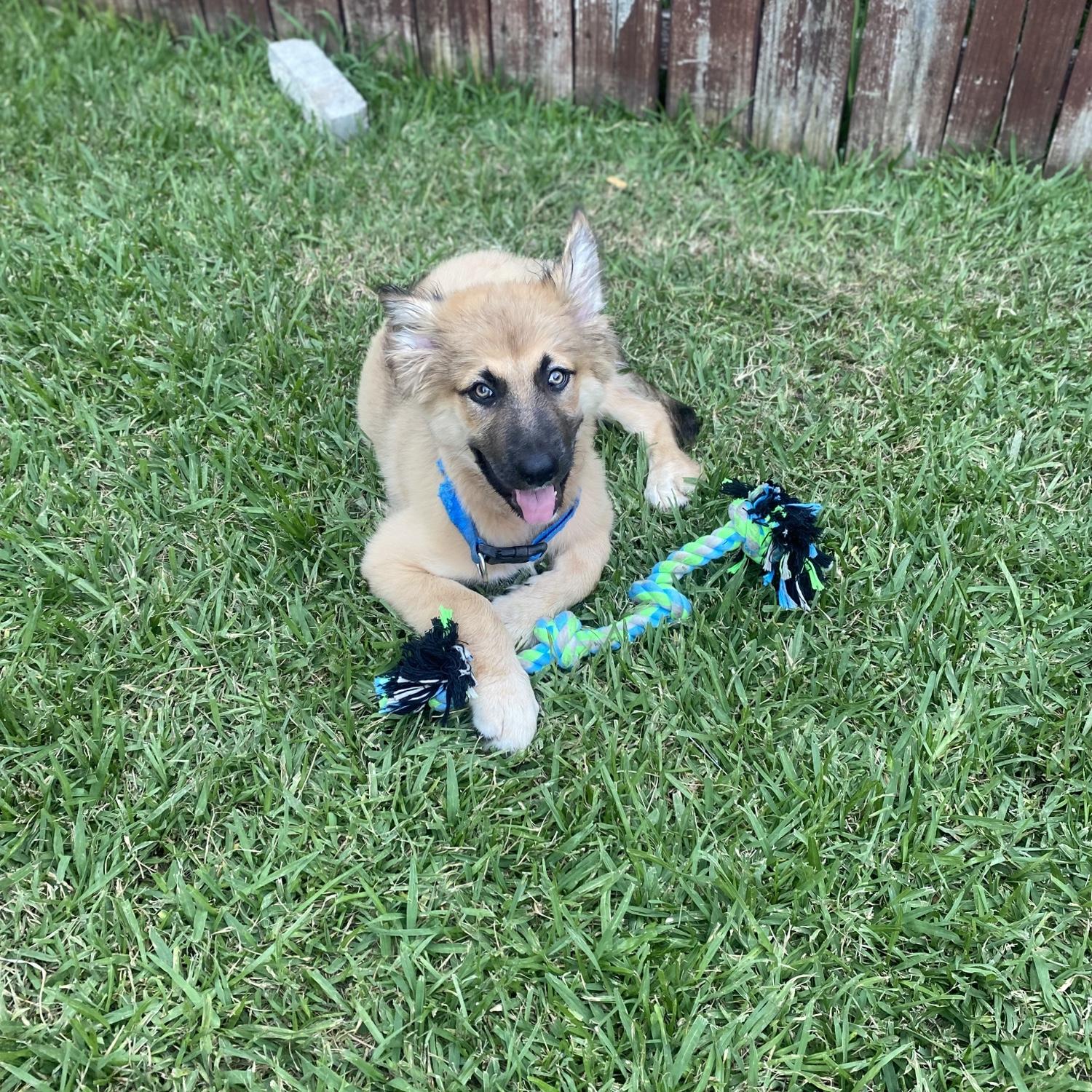 2021- We became fur parents