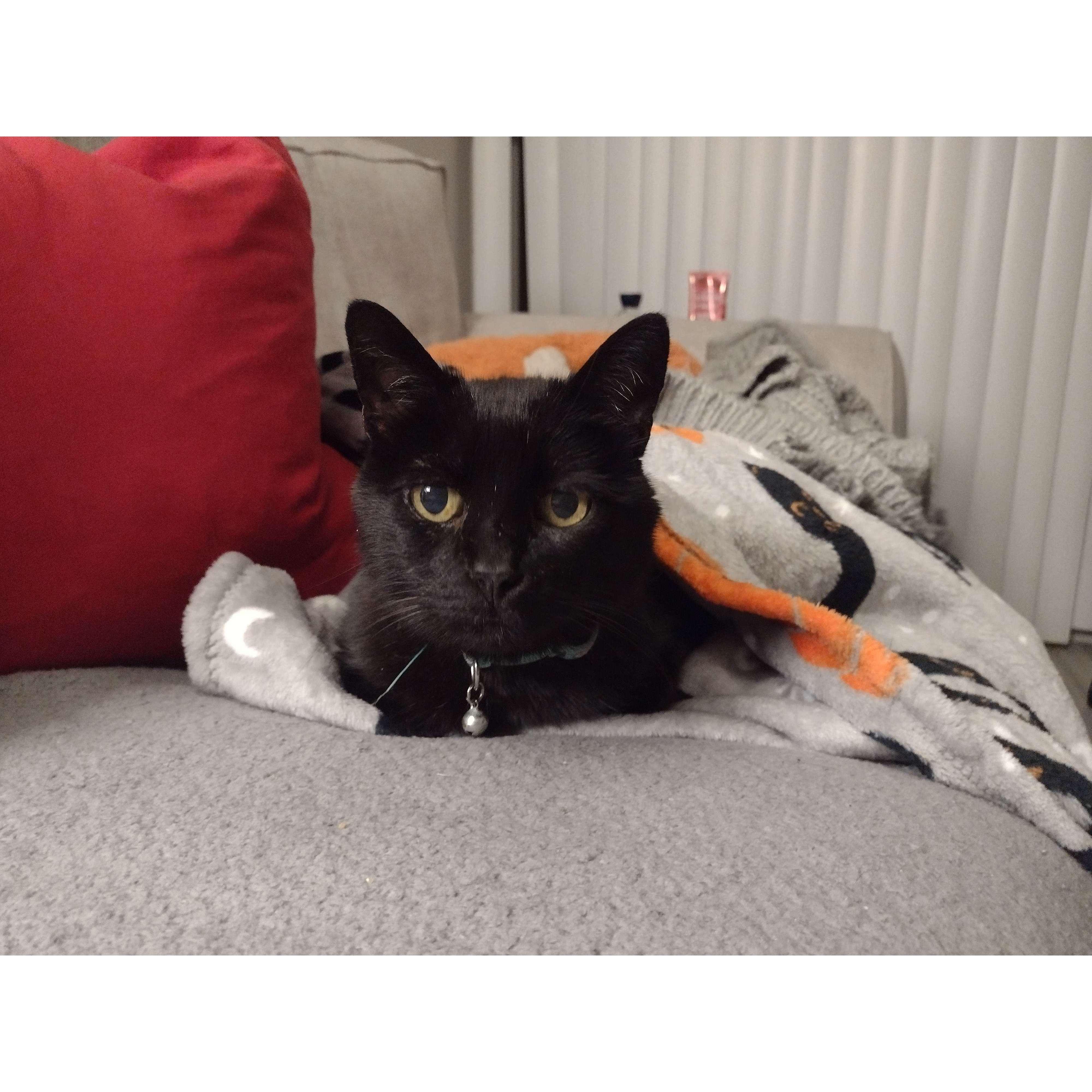 Chito snug as a bug