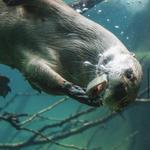 Toledo Zoo