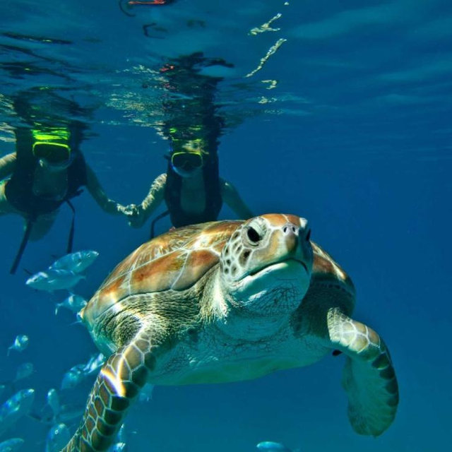 Shipwreck Snorkel and Turtle Swim Adventure
