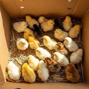 Convince Sean to let Katie get chickens!