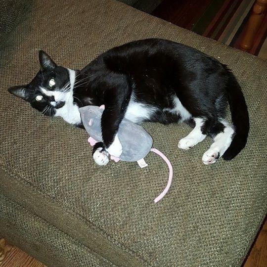 Nizzie with his Mouse 